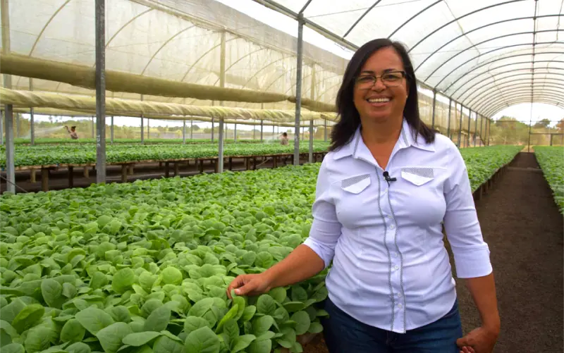 The Greenhouse Image