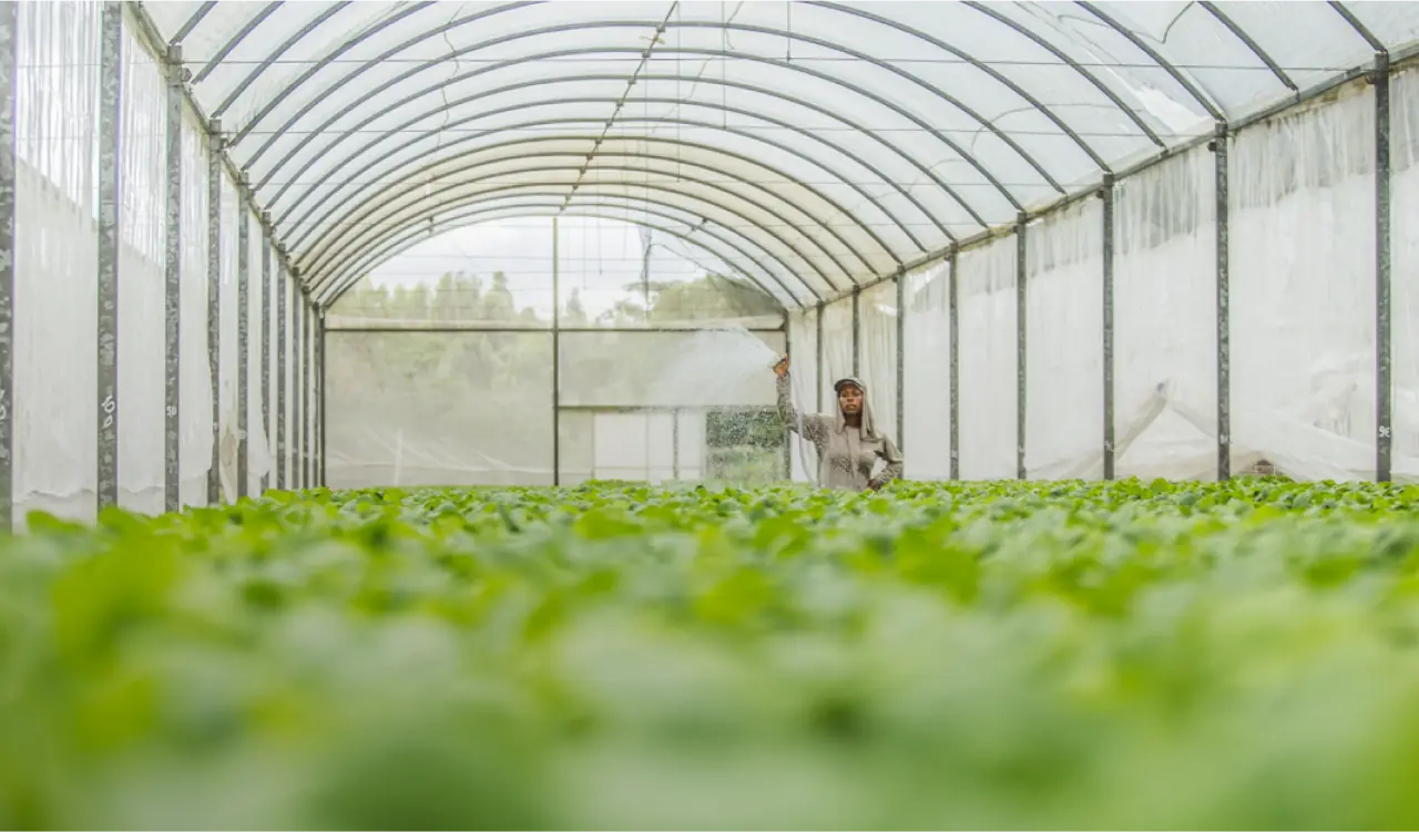 The Greenhouse Image