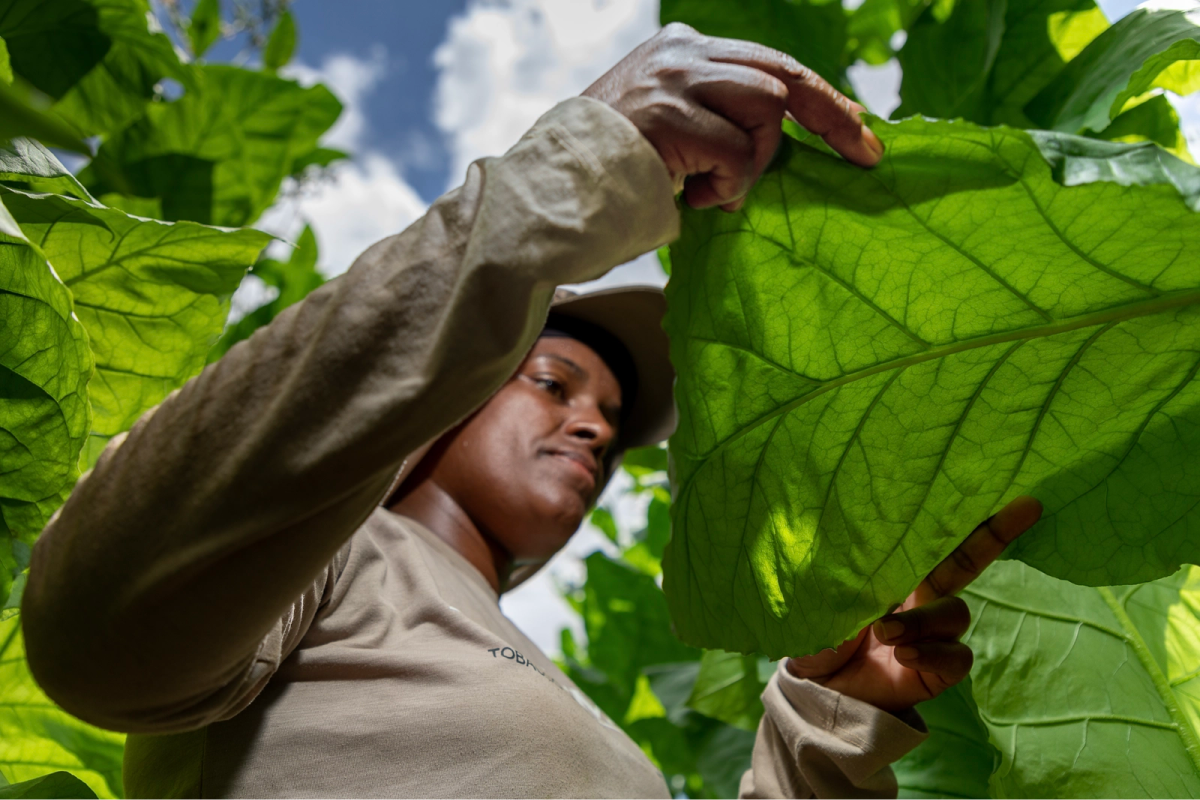 Our tobacco